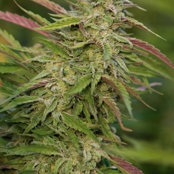 Purple Trainwreck Cannabisblüte – gewachsen aus Feminisierte Hanfsamen von Humboldt Seeds