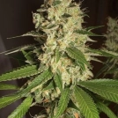 Raspberry Diesel Cannabisblüte – gewachsen aus Automatic Hanfsamen von Humboldt Seeds