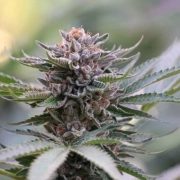 Sapphire Scout Cannabisblüte – gewachsen aus Feminisierte Hanfsamen von Humboldt Seeds