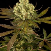 Sour Blueberry Cannabisblüte – gewachsen aus Feminisierte Hanfsamen von Humboldt Seeds