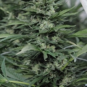 Sour Diesel #2 Cannabisblüte – gewachsen aus Feminisierte Hanfsamen von Humboldt Seeds