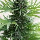 Sour Diesel Auto Cannabisblüte – gewachsen aus Automatic Hanfsamen von Humboldt Seeds
