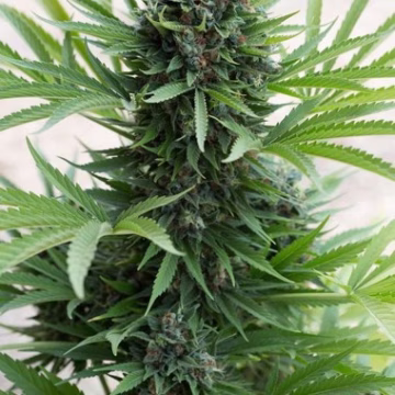 Sour Diesel Auto Cannabisblüte – gewachsen aus Automatic Hanfsamen von Humboldt Seeds