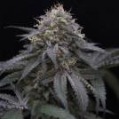 Sugar Breath Cannabisblüte – gewachsen aus Feminisierte Hanfsamen von Humboldt Seeds