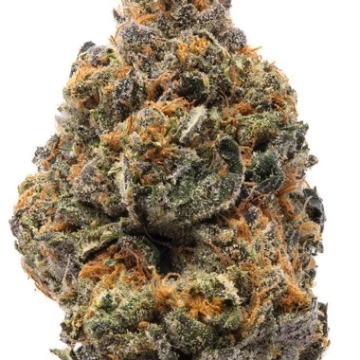 The New Cannabisblüte – gewachsen aus Feminisierte Hanfsamen von Humboldt Seeds