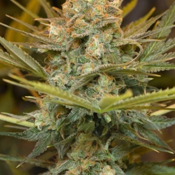 Three Blue Kings Cannabisblüte – gewachsen aus Feminisierte Hanfsamen von Humboldt Seeds