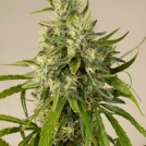 Trainwreck Cannabisblüte – gewachsen aus Feminisierte Hanfsamen von Humboldt Seeds
