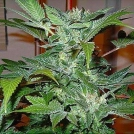 Blue Ryder Cannabisblüte – gewachsen aus Regulaere Hanfsamen von Joint Doctor