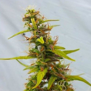 Diesel Ryder Cannabis Blüte - gewachsen aus Regulaere Hanfsamen für den Anbau