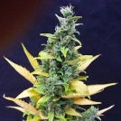 Chronic Ryder Cannabisblüte – gewachsen aus Automatic Hanfsamen von Joint Doctor