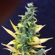 Chronic Ryder Cannabisblüte – gewachsen aus Automatic Hanfsamen von Joint Doctor