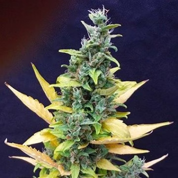 Chronic Ryder Cannabisblüte – gewachsen aus Automatic Hanfsamen von Joint Doctor