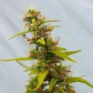 Diesel Ryder Cannabisblüte – gewachsen aus Automatic Hanfsamen von Joint Doctor
