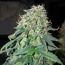 Easy Ryder Cannabisblüte – gewachsen aus Automatic Hanfsamen von Joint Doctor