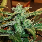 Lowryder #1 Cannabisblüte – gewachsen aus Automatic Hanfsamen von Joint Doctor