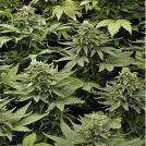 Lowryder Mix  Cannabisblüte – gewachsen aus Automatic Hanfsamen von Joint Doctor