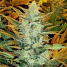 Lowryder #2 Cannabisblüte – gewachsen aus Regulaere Hanfsamen von Joint Doctor