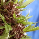 Purple Ryder Cannabisblüte – gewachsen aus Regulaere Hanfsamen von Joint Doctor