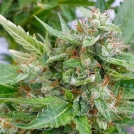 The Ogre Cannabisblüte – gewachsen aus Automatic Hanfsamen von Joint Doctor