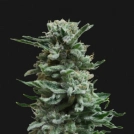 AK Skunk Auto Cannabisblüte – gewachsen aus Automatic Hanfsamen von Kalashnikov Seeds