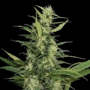 Amur Giant Auto Cannabisblüte – gewachsen aus Automatic Hanfsamen von Kalashnikov Seeds