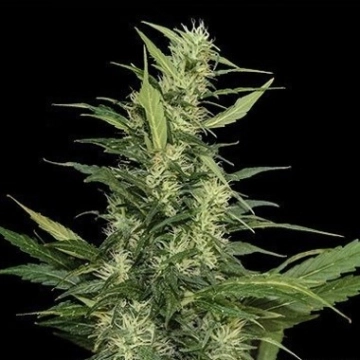 Amur Giant Auto Cannabisblüte – gewachsen aus Automatic Hanfsamen von Kalashnikov Seeds