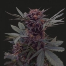 Babushka Black Auto Cannabisblüte – gewachsen aus Automatic Hanfsamen von Kalashnikov Seeds