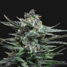 Blue Acid Auto Cannabisblüte – gewachsen aus Feminisierte Hanfsamen von Kalashnikov Seeds