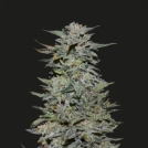 Boy Scout Cookies Cannabisblüte – gewachsen aus Feminisierte Hanfsamen von Kalashnikov Seeds
