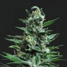 Moscow Blueberry Auto Cannabisblüte – gewachsen aus Automatic Hanfsamen von Kalashnikov Seeds