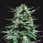 Northern Russian Auto Cannabisblüte – gewachsen aus Feminisierte Hanfsamen von Kalashnikov Seeds