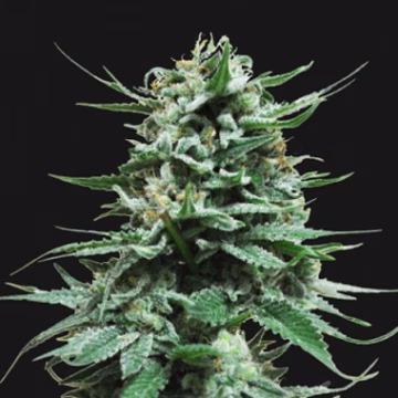 Northern Russian Auto Cannabisblüte – gewachsen aus Feminisierte Hanfsamen von Kalashnikov Seeds