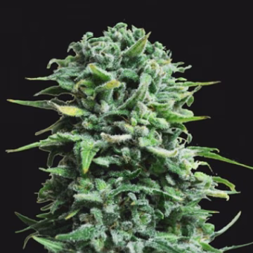 Siberian Haze Auto Cannabisblüte – gewachsen aus Automatic Hanfsamen von Kalashnikov Seeds
