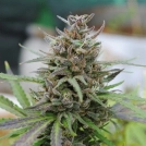 Baby Boom Auto Cannabisblüte – gewachsen aus Automatic Hanfsamen von Kannabia Seeds