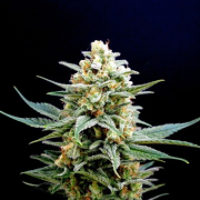 Kritikal-K Cannabis Blüte - gewachsen aus Feminisierte Hanfsamen für den Anbau