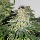 Russian Doll as Muneka Rusa Cannabisblüte – gewachsen aus Feminisierte Hanfsamen von Kannabia Seeds
