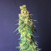White Domina CBD Cannabisblüte – gewachsen aus Feminisierte Hanfsamen von Kannabia Seeds