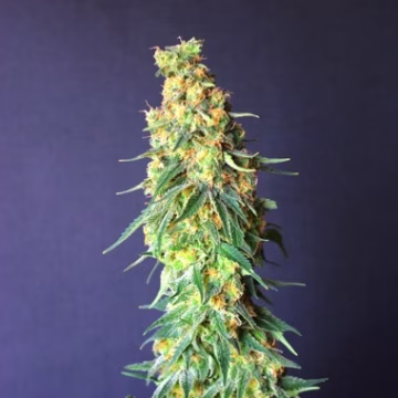 White Domina CBD Cannabisblüte – gewachsen aus Feminisierte Hanfsamen von Kannabia Seeds