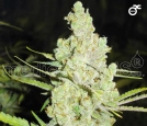 1024 Cannabisblüte – gewachsen aus Feminisierte Hanfsamen von Medical Seeds