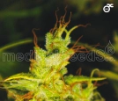 2046 Cannabisblüte – gewachsen aus Feminisierte Hanfsamen von Medical Seeds