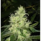 Bluehell Cannabisblüte – gewachsen aus Feminisierte Hanfsamen von Medical Seeds