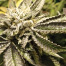 Canadian Kush Cannabisblüte – gewachsen aus Feminisierte Hanfsamen von Medical Seeds