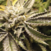 Canadian Kush Cannabisblüte – gewachsen aus Feminisierte Hanfsamen von Medical Seeds