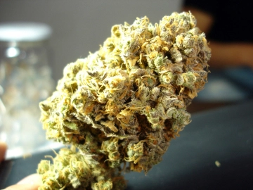 Channel + Cannabisblüte – gewachsen aus Feminisierte Hanfsamen von Medical Seeds