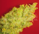 Jack La Mota Cannabisblüte – gewachsen aus Feminisierte Hanfsamen von Medical Seeds