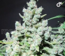 Malakoff Cannabisblüte – gewachsen aus Feminisierte Hanfsamen von Medical Seeds