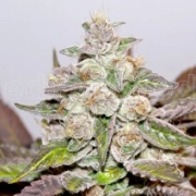 Mendocino Purple Kush Cannabisblüte – gewachsen aus Feminisierte Hanfsamen von Medical Seeds