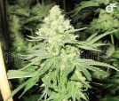 No Name Cannabisblüte – gewachsen aus Feminisierte Hanfsamen von Medical Seeds