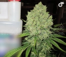 Prozack Cannabisblüte – gewachsen aus Feminisierte Hanfsamen von Medical Seeds