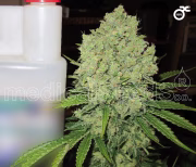 Prozack Cannabisblüte – gewachsen aus Feminisierte Hanfsamen von Medical Seeds